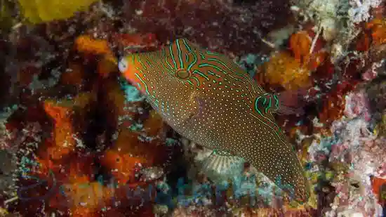 Blue Spot Puffer - Red Sea