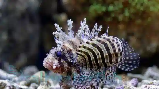 Fuzzy Dwarf Lionfish: Venomous - Melanesia