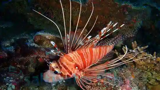 Antenneta Lionfish - Venomous - Southern Asia