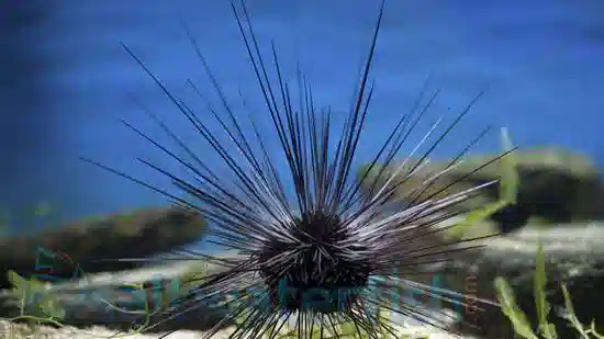 Black Longspine Urchin - Atlantic