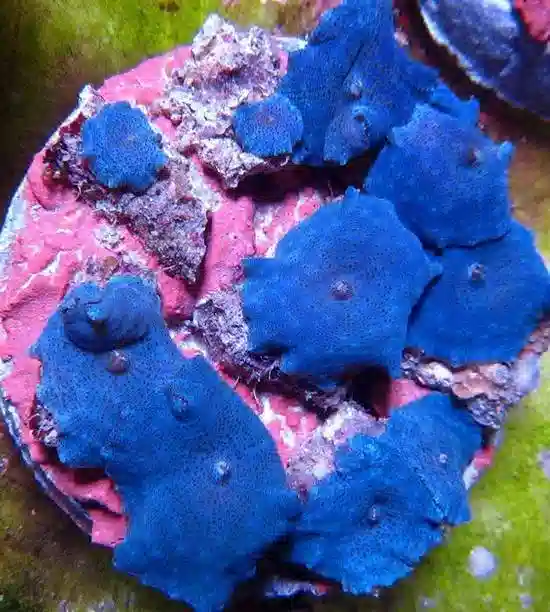 Mushroom - Blue / Purple - 1 Polyp Frag