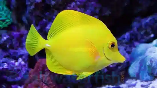 Yellow Tang