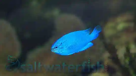 yellow tail blue damsel