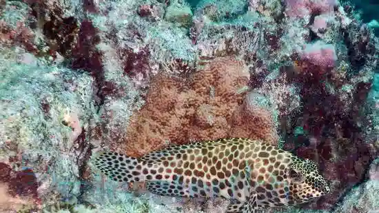 Whitespotted Grouper