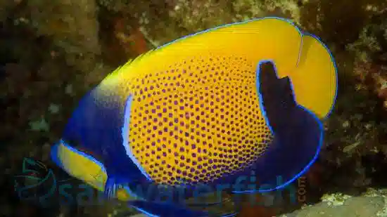 Majestic Angelfish Adult Blue Girdled - South Pacific