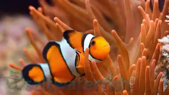 True Percula Clownfish - Captive Bred
