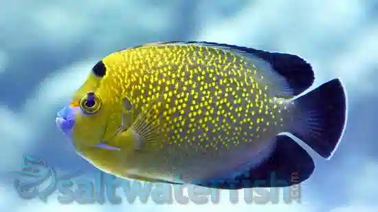 Goldflake Angelfish - Captive Bred