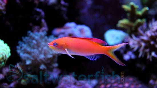 Dispar Anthias - South Pacific