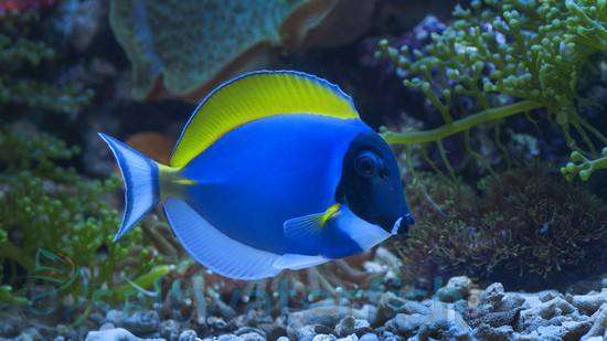 Powder Blue Tang - Maldives