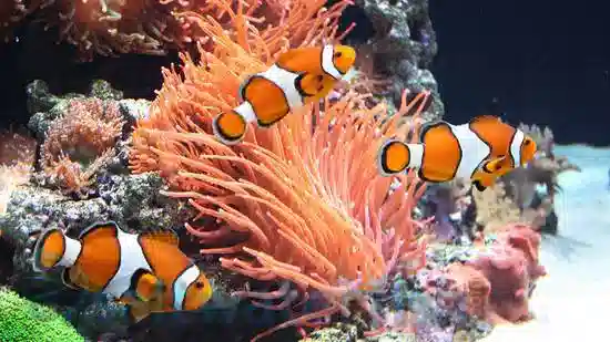 False Percula Ocellaris Clownfish - Red Sea