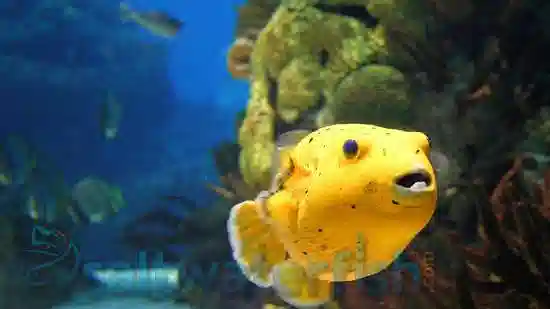 Golden Puffer