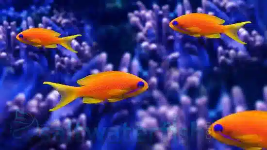 Lyretail Anthias - Female - Super Special