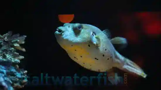 Grey Dogface Puffer: Freckled - Puffers - Saltwater Fish