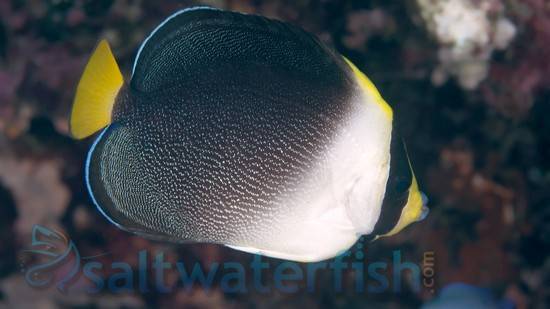 Singapore Angelfish