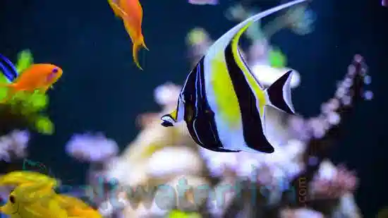 Moorish Idol - South Asia