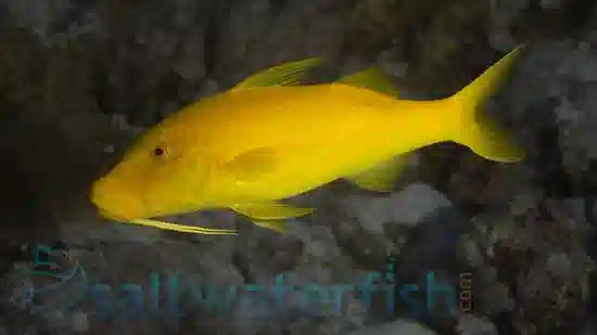 Goldsaddle Goatfish - Fiji - MAC Certified