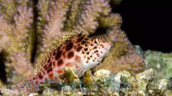 Pixy Hawkfish - Eastern Asia