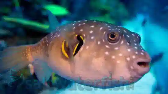 Stars and Stripes Puffer - Red Sea