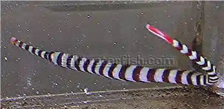 Banded Pipefish