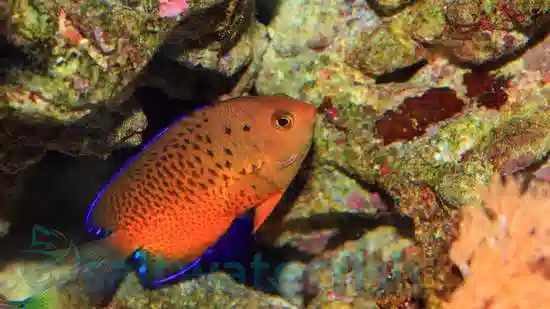 Rusty Angelfish