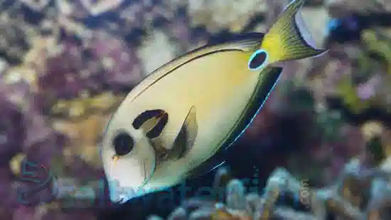 powder blue tang for sale  captive bred powder blue tangs for sale online