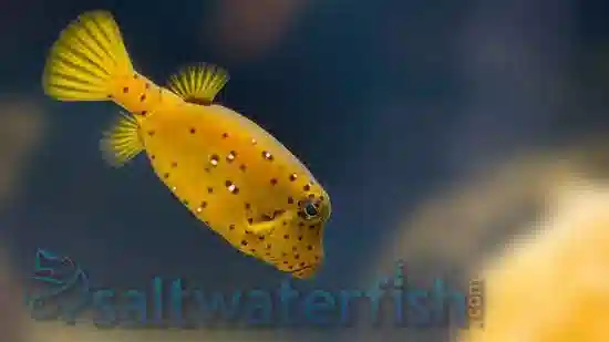 Boxfish: Saltwater Aquarium Fish for Marine Aquariums