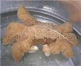 Teddy Bear Crab