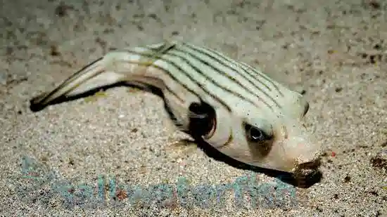 Striped Dogface Puffer