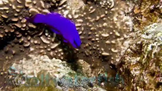 Orchid Dottyback Fridmani - Atlantic - Captive Bred