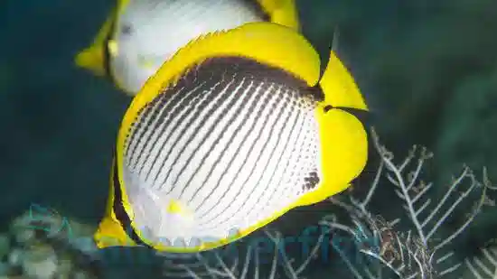 Blackback Butterfly - Indian Ocean