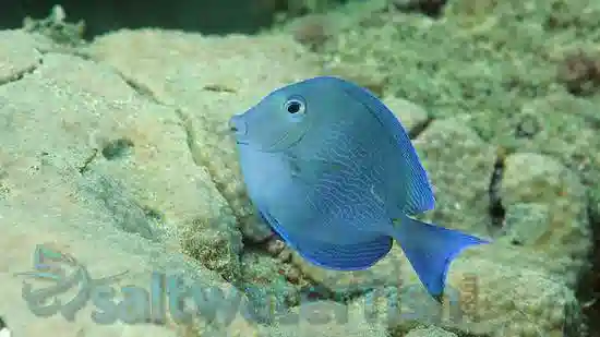 juvenile atlantic blue tang