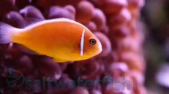 Pink Skunk Clownfish - Captive Bred