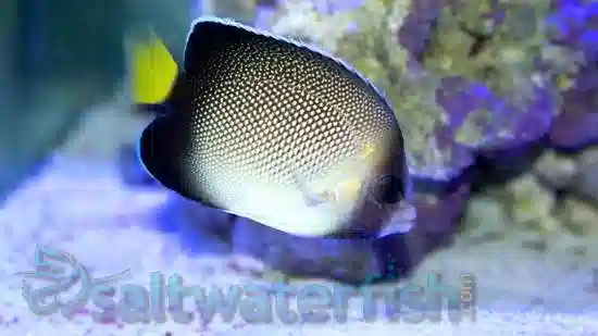 Cream Angelfish