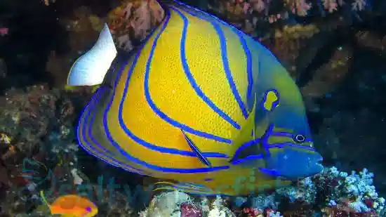 Annularis Angelfish: Juvenile