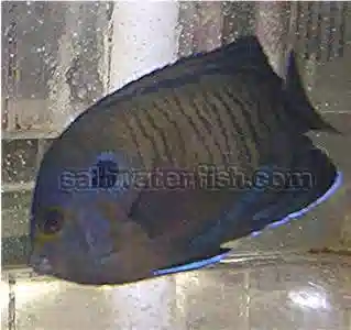 Bluefin Pygmy Angelfish