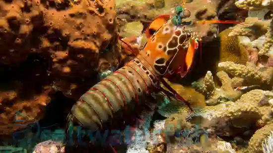 Mantis Shrimp - Peacock - Indian Ocean