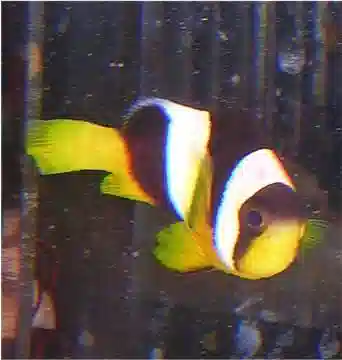 Sebae Clownfish -Red Sea