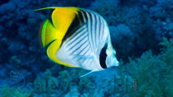 Threadfin Butterfly - South Pacific