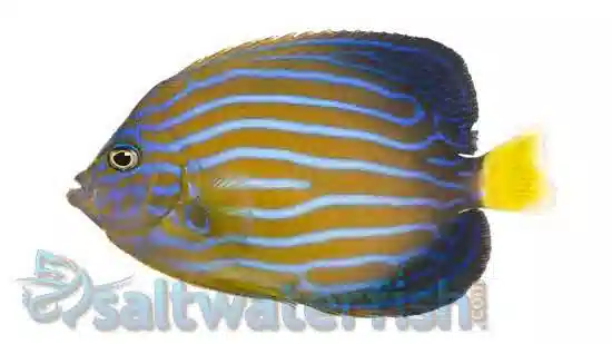 blue striped angelfish