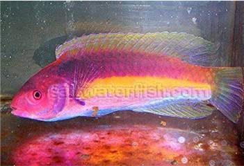 Velvet Fairy Wrasse: Male