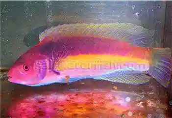 Velvet Fairy Wrasse