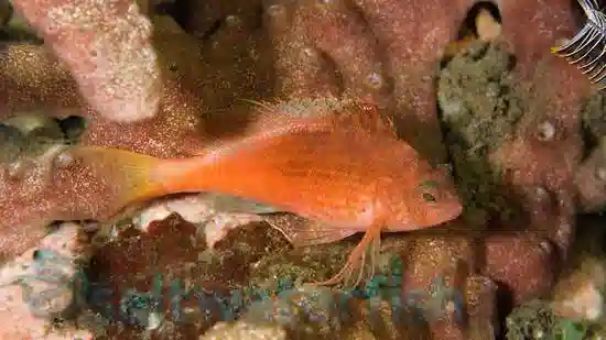 Lyretail Hawkfish