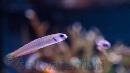 Zebra Goby - South Pacific