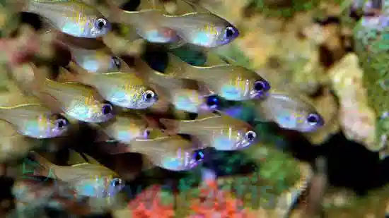 Threadfin Cardinal