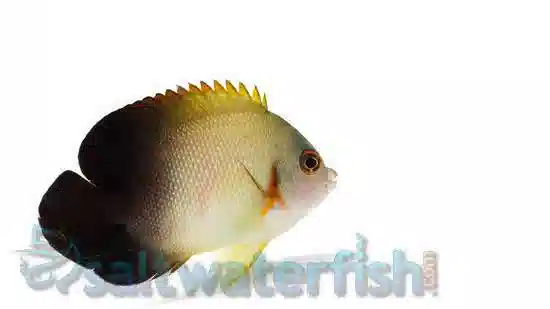 half black angelfish freshwater