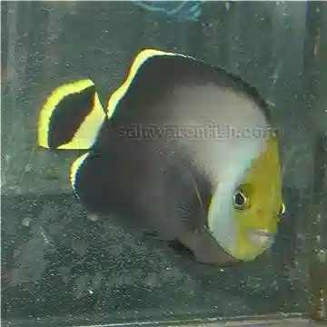 Grey Poma Angelfish: Juvenile