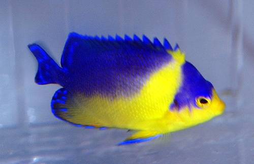 Venustus Angelfish