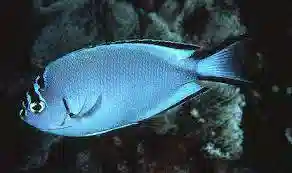 Watanabei Angelfish: Female - Melanesia