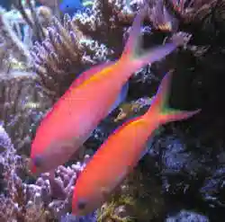 Ignitus Anthias: Male