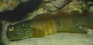 Blue Spot Watchman Goby